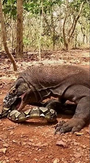Komodo Dragon vs Snake 🐉💥 Battle of Venom and Power! #Wildlife #AnimalBattle #Predators #4K