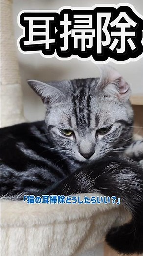 猫の耳掃除どうしたらいい？ #アメショ #猫好きさんと繋がりたい #猫のいる暮らし #shorts