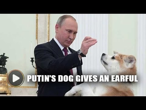 Putin's large dog Yume barks at Japanese journalists