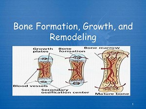 Bone Formation, Growth, and Remodeling - SlideServe