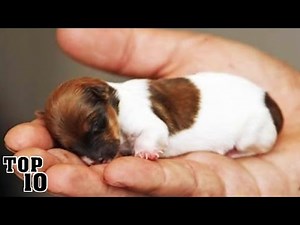 Top 10 Smallest Dogs In The World