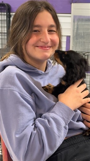 2K views · 31 reactions | Puppy pick up day! | Wildwynn Dachshunds | Facebook