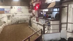 757# strs | Woodward Livestock Auction, Inc