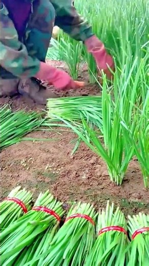 Traditional green onion harvesting technique for faster, neater, and high-quality results