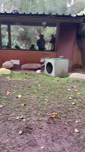Perth Zoo on Reels | Facebook