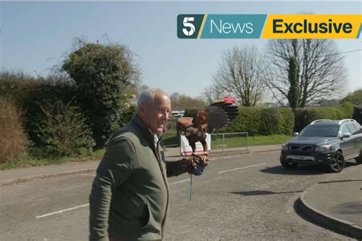 ‘Bomber Harris’ the hawk to be retrained after terrorising village