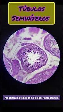 Túbulos seminíferos (testículos) - Histología #histology #cuerpohumano #anatomiafacil #greenscreen