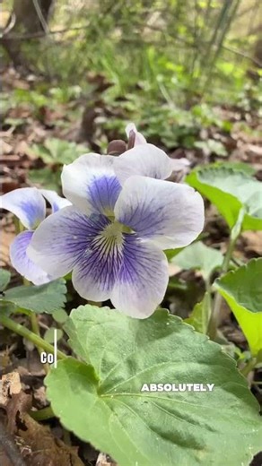 Amazing native violets, beautiful and varied