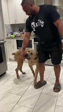 Kitchen training with mowgli
