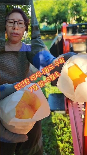 단단하고 아삭한 복숭아 레지나 황도 수확시기 7월 말~ 8월 초 까지 수확하고 있습니다 #못골농원 #햇사레복숭아 #단단한복숭아