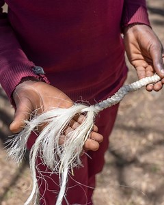 1.1K views · 54 reactions | What is a Sisal rope and how is it made? Sisal ropes are made from leaves of the agave plant. Watch our video to find out how the ropes are made by students from the Olbak donkey care club in Tanzania.  Bill Bradshaw Photo & Video The Brooke East Africa #AnimalPainAwarenessMonth | Brooke, Action For Working Horses and Donkeys | Facebook