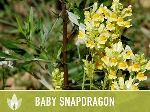 Baby Snapdragon (toadflax) Flower Seeds - Heirloom Seeds, Spurred Snapdragon, Easy to Grow, Quick to Bloom, Linaria Maroccana, Non-gmo - Etsy