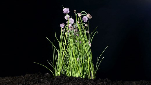 Why Are Chives Considered a Treasure Chest of Vitamins? | Britannica