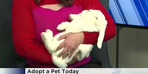 Adopt Bonnie the bunny from the Lynn Haven Animal Shelter