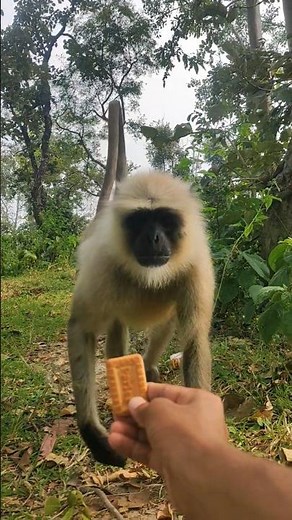 Feeding a Wild Monkey | Amazing Close-Up Moment in Nature