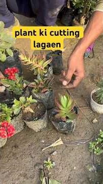 how to grow cutting kelenchu plant #gardningtips #flowerplants #mustaqnurserytips82