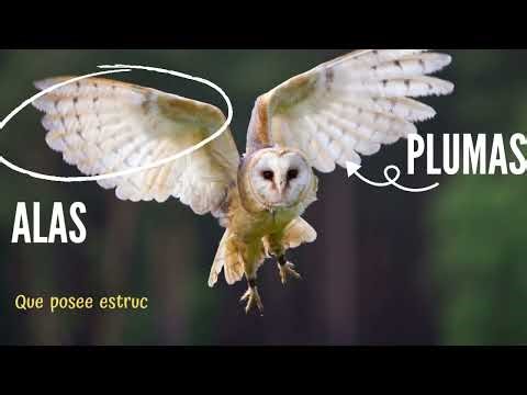 Tipos de alas y vuelos en aves.