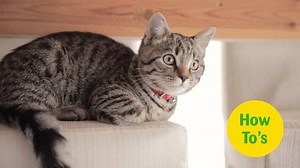 4K views · 33 reactions | Having some problems toilet training those fussy felines? This easy-to-follow, three step process should help you out: #WednesdayWisdom | Pets UK | Facebook