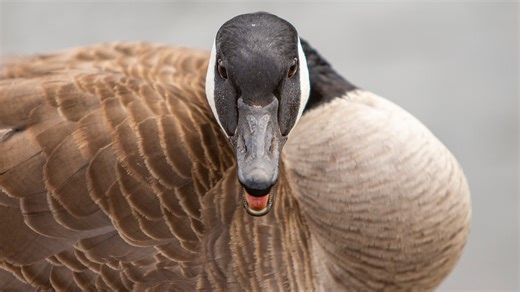 'They bite hard!': Humane Society warns South Bend area residents to avoid Canada geese
