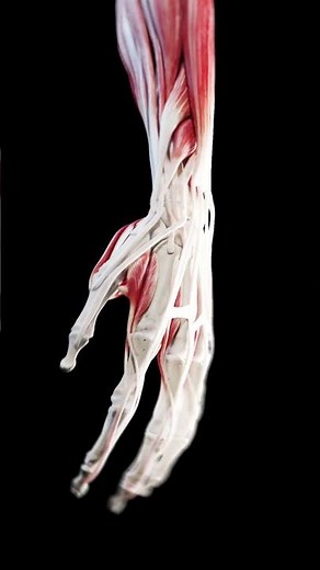 3d anatomy of the hand #anatomy #meded