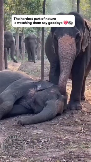 Elephants are one of the few species known to grieve. They have been observed staying with their passed loved ones for days, gently touching them with their trunks to "check" on them. It’s a level of emotional intelligence that rivals humans. This moment shows pure, heartbreaking loyalty. Share this to show how intelligent and loving these gentle giants really are. #NatureIsCruel ​#ElephantLove #AnimalGrief ​#HeartbreakingMoment | Smart Animals