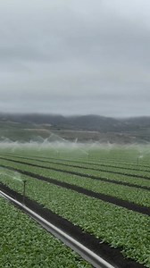 Vegetables irrigation systems farming | Zortrax Agriculture Corporation