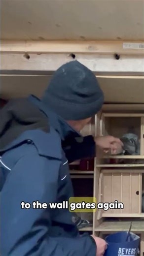 The Exact Feeding Schedule for Peak Performance #pigeons #racing