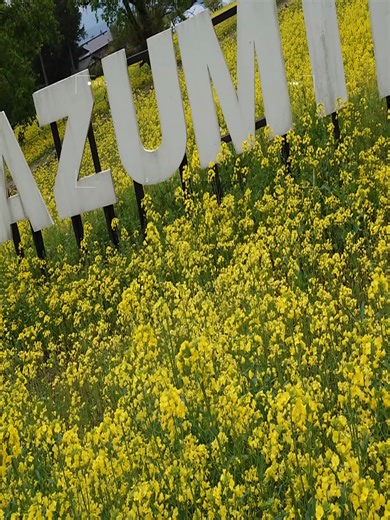 2026年 長野県 安曇野市「国営アルプスあづみの公園 」part６ #長野県 #長野県観光 #安曇野市 #菜の花畑 ＃菜の花 ＃安曇野観光 ＃しもずるチャンネル
