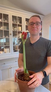 83K views · 862 reactions | What to do after your amaryllis is done blooming | Ohio Tropics Houseplant and Garden Care | Facebook