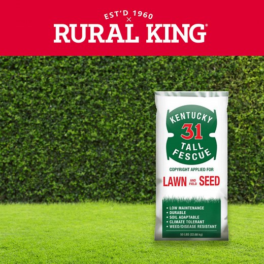 If you’re looking for a cost-effective, low-maintenance grass seed, try Kentucky 31 Fescue Seed and save $20 now when you buy a 50 lb. bag for just $99.99! | Rural King