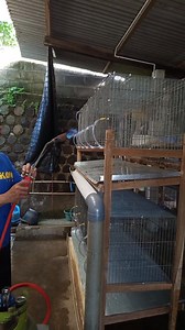 #latepost final handling before filling the rabbit‼️ #pet #animal #petlover #animallover #rabbit #bunny #usrabbitlover #bunnylover #rabbitbreeder #indonesianrabbitbreeder #fyp | Abdul Hamid