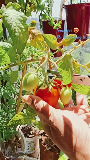 It's harvesting time | Tomatoes 🍅 😋#plants #gardening #shortsfeed