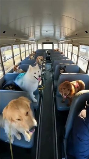 Morning Bus Ride to Dog School — Cutest Morning Ever