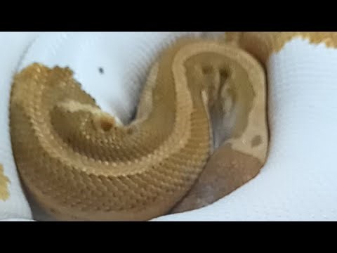 caramel albino pied Royal Python