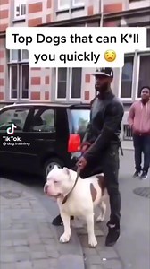 496K views · 2.6K reactions | Sploot Queen steals your heart immediately though  #funnyreels #meme #funnyclips #chowchow | MishkaChow | Facebook