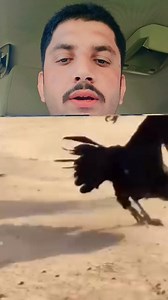 Eagle Aur Murga Ki Ladai 🐓🦅 #Eagles #fypシ #1millionviews | Azmat Khan