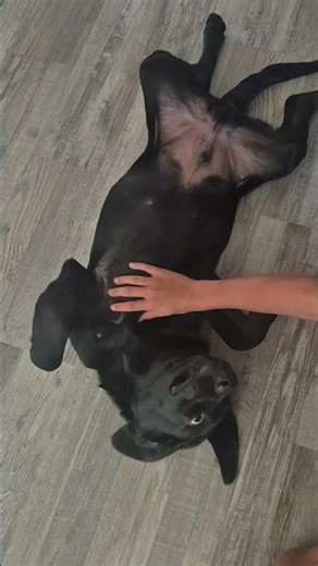 Funny lab puppy getting a belly rub 🐶 #shorts #funny #animals