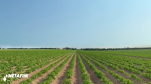 Precision irrigation provides your crops precisely what they need, when they need it with minimal waste of resources. Here’s what it means to for you 👇 #PrecisionIrrigationDay" | Netafim