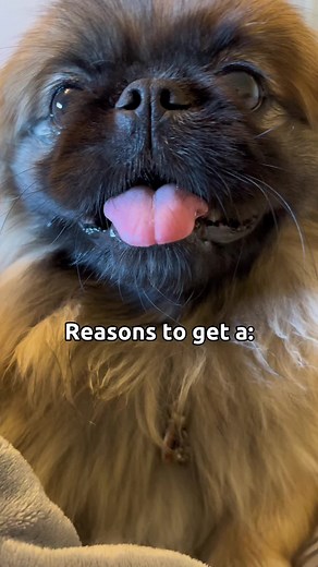 Reasons to get a Pekingese! #pekeelle #pekingese #dogsoftiktok #dog