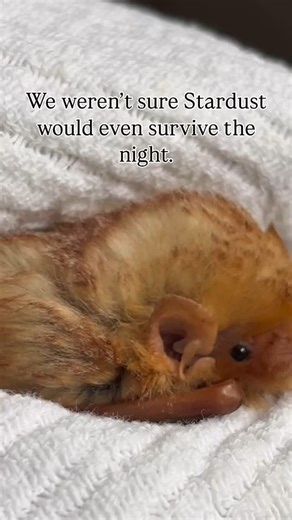 7.7K reactions · 282 shares | Meet this sweet female eastern red bat...