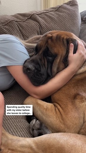 The BEST Cuddles With My GIANT Dog Before Leaving To College #doggo #friends #dog #doglover #doglovers #doglife #dogwalker #dogstagram #dog #mastiff #bigdogs #bigdog #huge #pet #puppy #puppies #puppyvideo #puppyvideos #dogs #dogsofinstagram #bigdogs #mastiffsofinstagram #englishmastiff #bigbowser #gentlegiant #cutedogs #funnydog #funnydogs #dogvideos #pets #viral #viralpost #viral2022 #viralshorts #viralreels2022 #reels #reelsfb #reelsviral #reelsinsta #reelsvideo | Bowser The Giant Mastiff