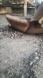 Farm Waste to Gold: Using Poultry Manure Effectively