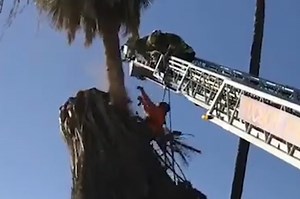 Tree trimmer nearly plummets to his death