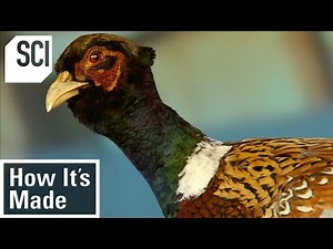 How It's Made: Pheasant Breeding