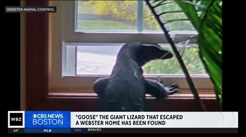Webster police say they've captured wandering water monitor lizard