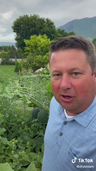 How to Tell When Icebox Watermelons are Ripe