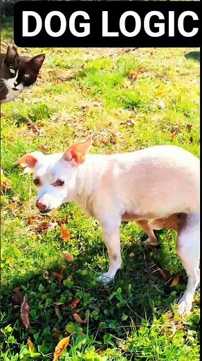 My Chihuahua Dog’s Secret Poop Mission #Chihuahua #FunnyDog #DogShorts