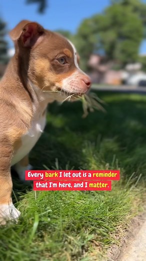 Does your dog bark a lot? | Dear Danes