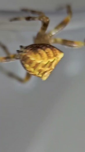 17K views · 150 reactions | Araneus Gemmoides Aka: Cat faced spider, halos hawig din ng Japn-G ung Likod nya Sana makakita pa tayo soon ng mas malaki nyan  #PhotographianiNotsira  #SpideRider ️ #followerseveryone #follower #highlights #highlightseveryonefollowers #hilights #higlighteveryone #fbreelsfypシ゚ #reelsvideoシ | Photograpia Ni Notsira | Facebook