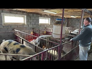 🌅 Life on the Farm: Morning Chores and Piglet Care 🐖 | Real Barn Life🌾🛖